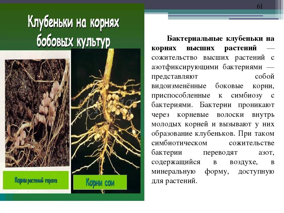 Строение корневой системы бобовых. Корневые клубеньки функции. корневые клубеньки бобовых. корн кулбенкиу бобовых. бактериальные клубеньки бобовые.