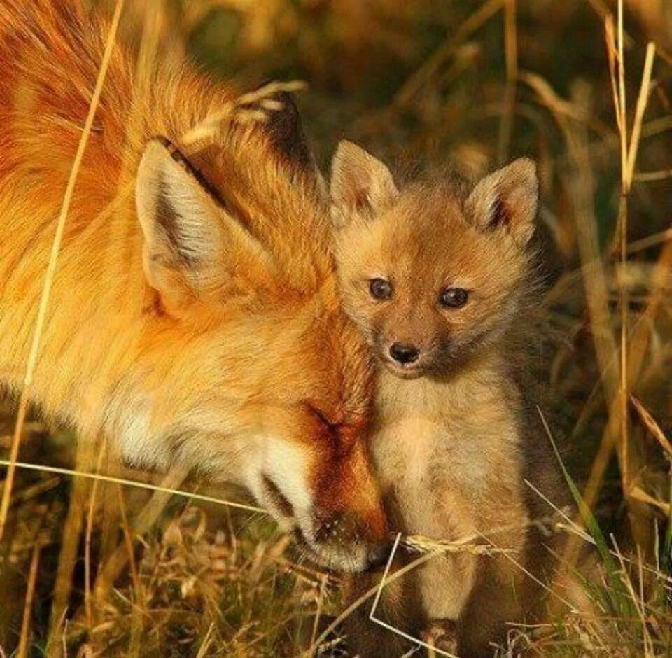 лиса лисица лисенок. лиса с лисятами. лис лисица и лисенок. милая лиса. лиса лисица лисенок.