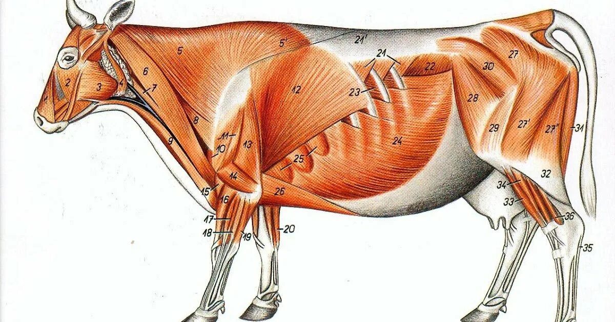 Сухожилие животных. Мышцы КРС анатомия. Миология анатомия животных. Мышцы туловища анатомия КРС. Поверхностные мышцы туловища КРС.