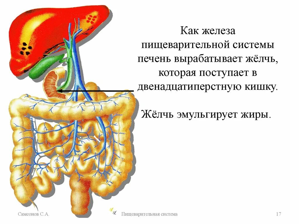 Железа печень вырабатывает. Пищеварительная система,желез,печень,желчь. Поджелудочная железа эмульгирование жиров. Пищеварительная система система желчный пузырь. Эмульгирование жиров желчью печени.