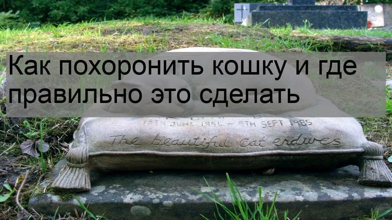 Как правильно похоронить. Как правильно похоронить кошку. где можно похоронить кошку. как правильно хоронить кошку.