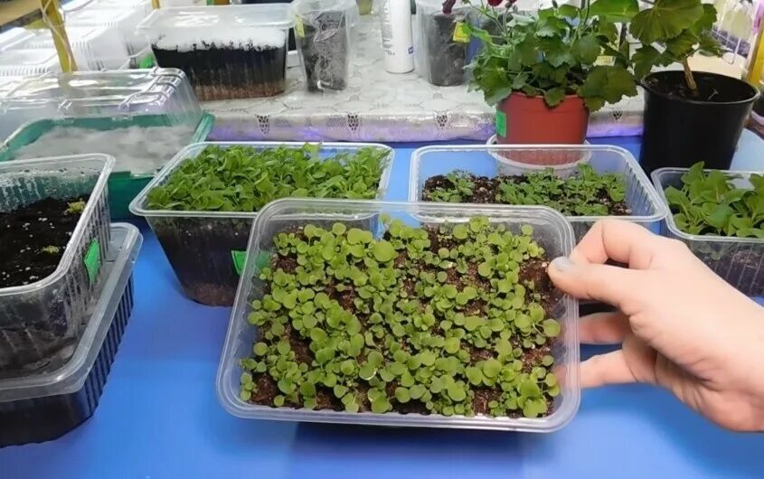 когда сажать петунию семенами в 2024. рассада петунии 1 месяц. петуния всходы рассада. посев петунии на рассаду. петуния всходы рассада.