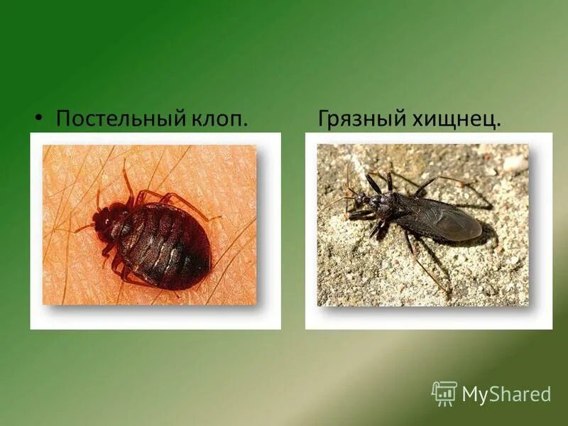 Клоп ряженый хищнец. Отряд полужесткокрылые представители. Полужесткокрылые ископаемые. Полужесткокрылые значение в природе и жизни человека. Как выглядит зеленерина.