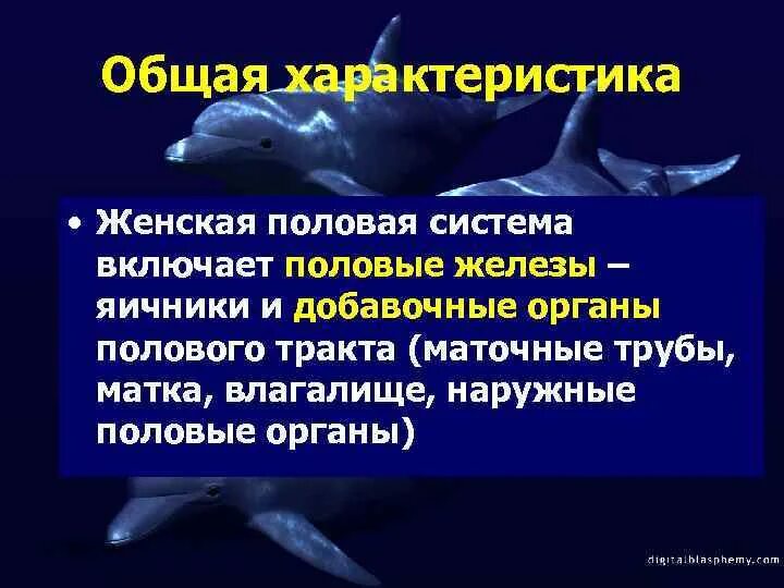 Половая система общая характеристика. Женская половая система характеристика. Общая характеристика системы половых органов. Охарактеризуйте женскую половую систему. Особенности женской половой системы