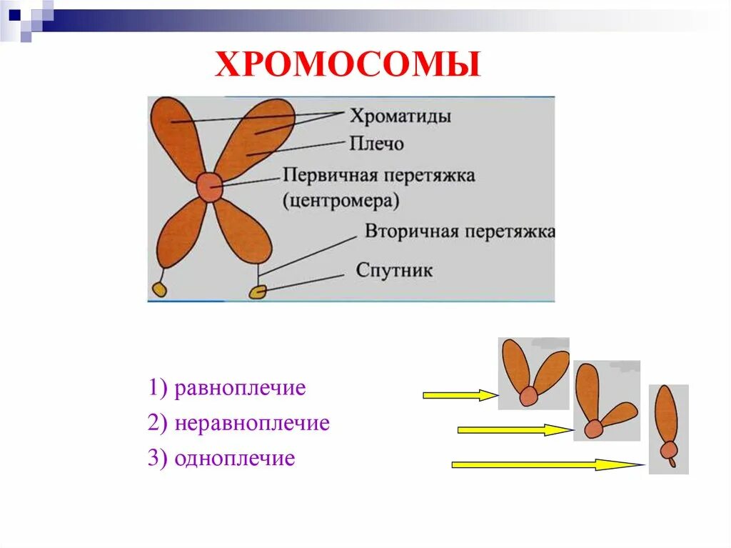 Какую форму имеет хромосома. Хромосомы равноплечие неравноплечие. Строение хромосомы. Типы хромосом. Типы хромосом рисунок.