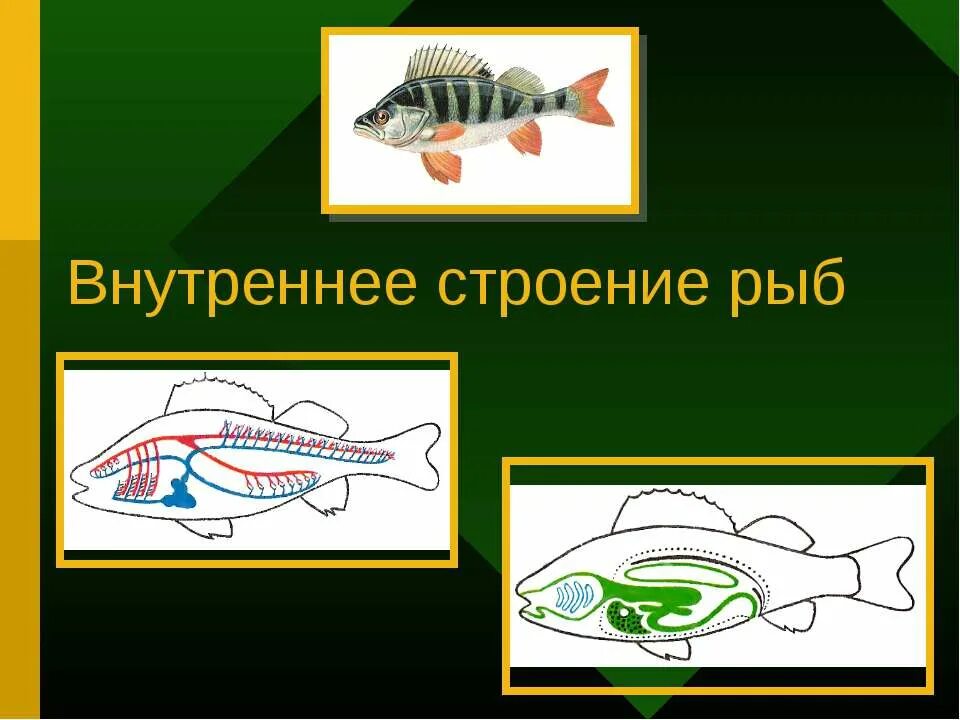 Урок класс рыбы 7 класс. Внутреннее строение рыбы. Класс рыбы внутреннее строение. Внутреннее строение рыб презентация. Строение рыб презентация.