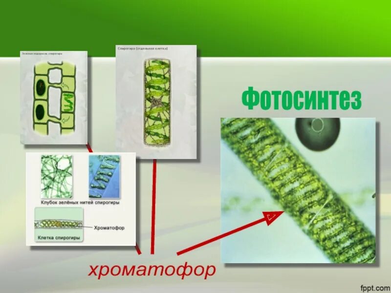 Пигменты фотосинтеза в хроматофоре. Хроматофор. Хроматофор фотосинтез. Хроматофор у водорослей. Хроматофоры это 6 класс.