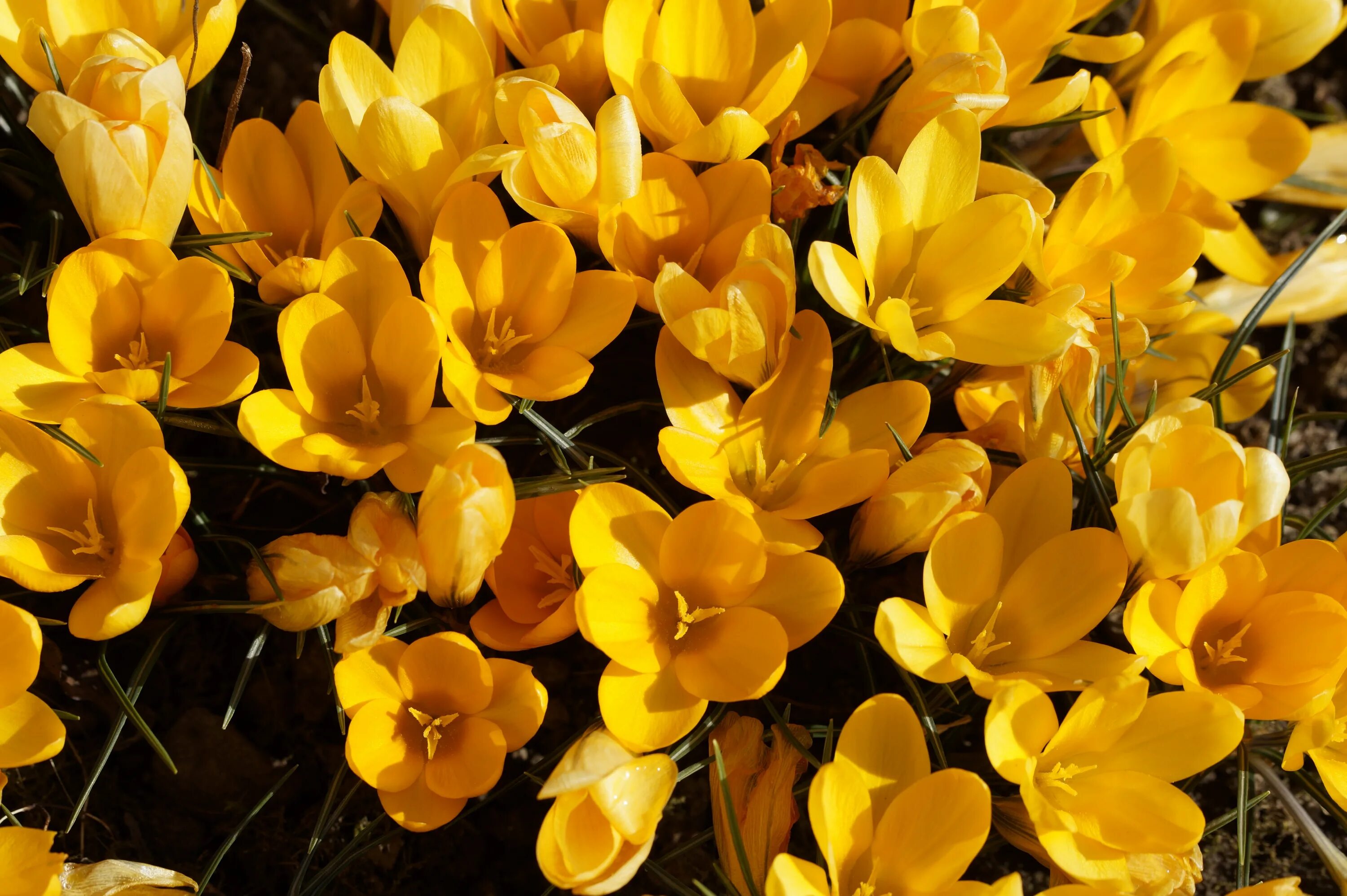 Ранние желтые цветы весной названия. Крокус Йеллоу. Шафран желтый. Крокус обыкновенный Йеллоу. Крокус дикий желтый.