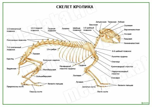 Особенности скелета кролика