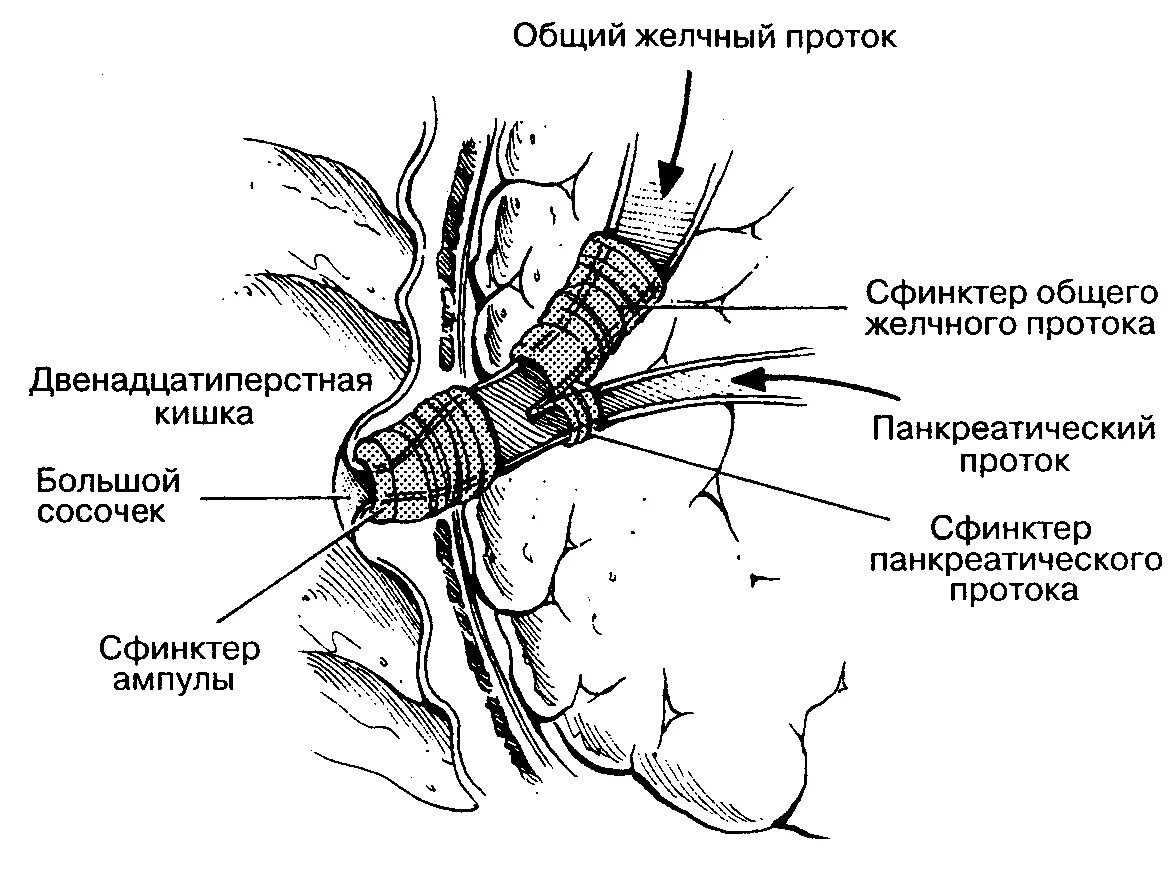 Фатеров сосочек и сфинктер Одди. Сфинктер Одди строение. Желчный пузырь сфинктер Одди анатомия. Фатеров сосочек и сфинктер Одди анатомия.