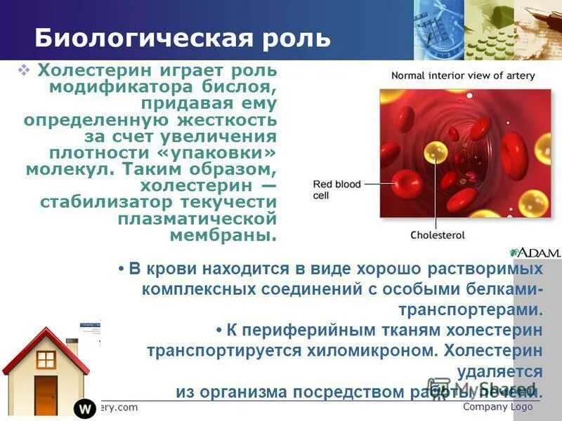 Холестерин строение биологическая роль. Биологическая роль холестерина. Какую роль играет холестерин. Роль холестерина в организме человека. Биологическая роль холестерина биохимия.