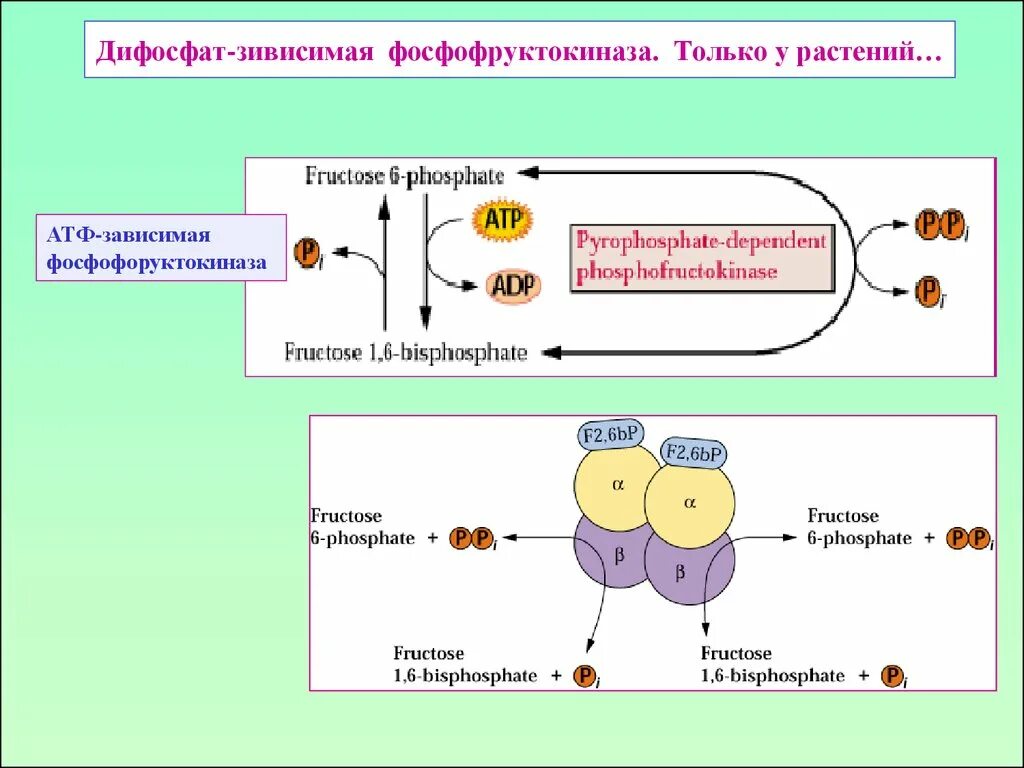 Атф в растительной клетке. Фосфофруктокиназа катализирует реакцию. Регуляция фосфофруктокиназы. Фосфофруктокиназа 1 и 2. Фосфофруктокиназа ингибируется.