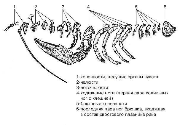 Установите соответствие между строением конечностей. Строение конечностей ракообразных. схема конечностей ракообразных. ходильные конечности ракообразных. строение конечностей ракообразных и их функции.