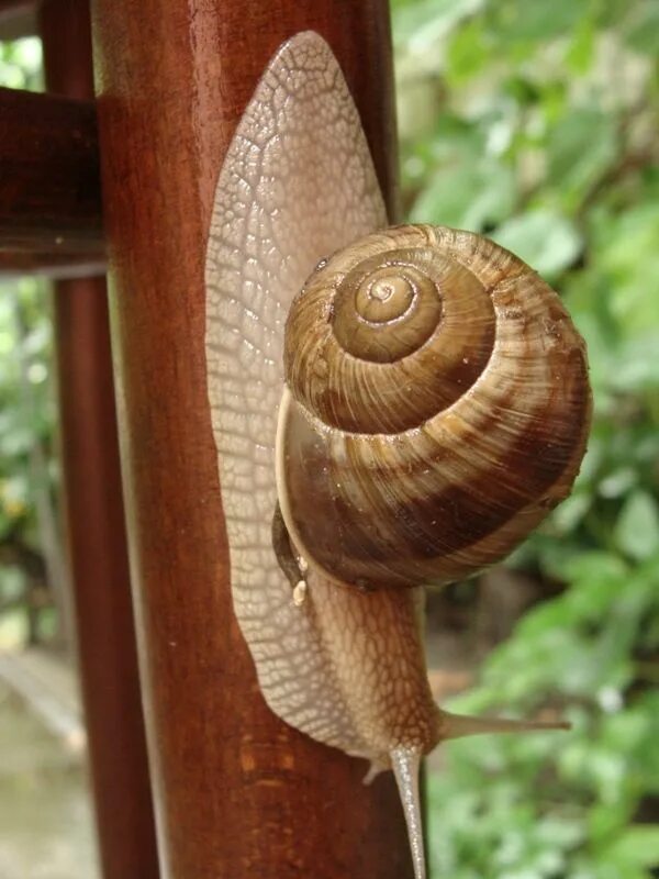 Улитка Helix pomatia. Виноградная улитка. Садовая, улитка (Helix pomatia).. Виноградная улитка поматия. Г виноградная улитка