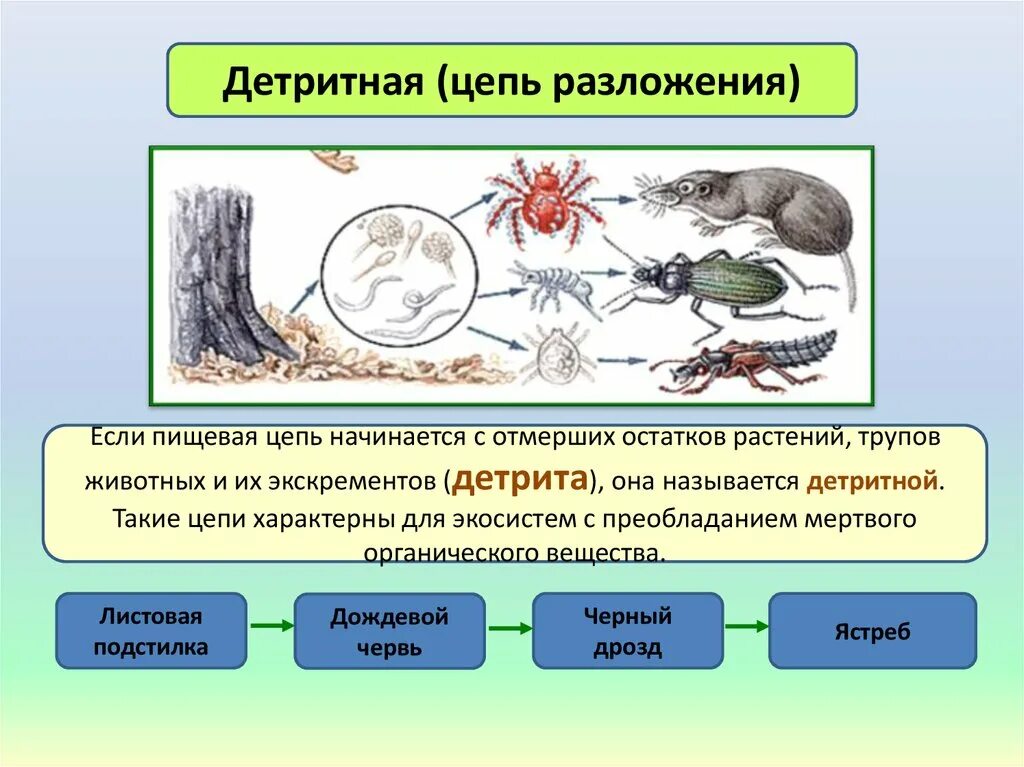 Дождевой червь редуцент или консумент. Цепь разложения детритная пищевая цепь. Цепи питания цепь выедания и цепь разложения. Детритные цепи (цепи разложения). Цепи питания выедания и разложения.