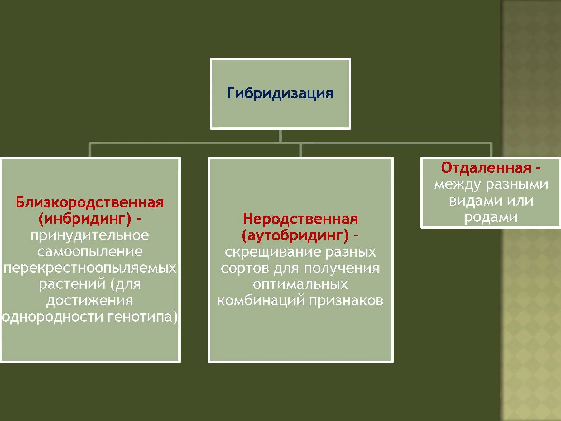 Гибридизация культур. Метод селекции животных гибридизация. Методы гибридизации растений. Методы селекции растений гибридизация. Методы гибридизации в селекции.