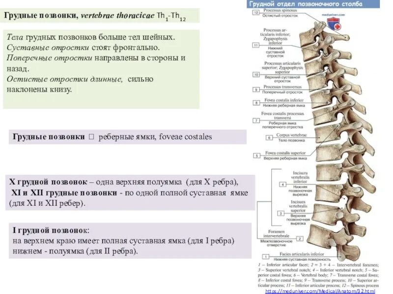 Найдите грудной отдел позвоночника обратите. Позвонки с7 th1. Th12 грудной отдел позвоночника. Позвонок th12. С4-th1 позвонка.