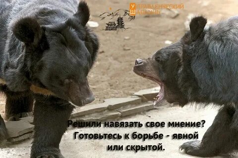 Навязанное мнение