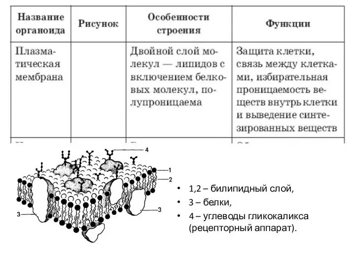 Билипидный слой белок гликокаликс углевод муреин