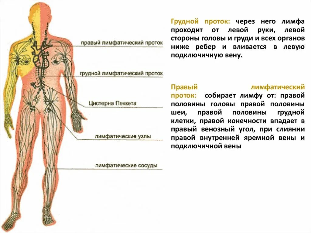 Лимфа находится в. Лимфа находится в