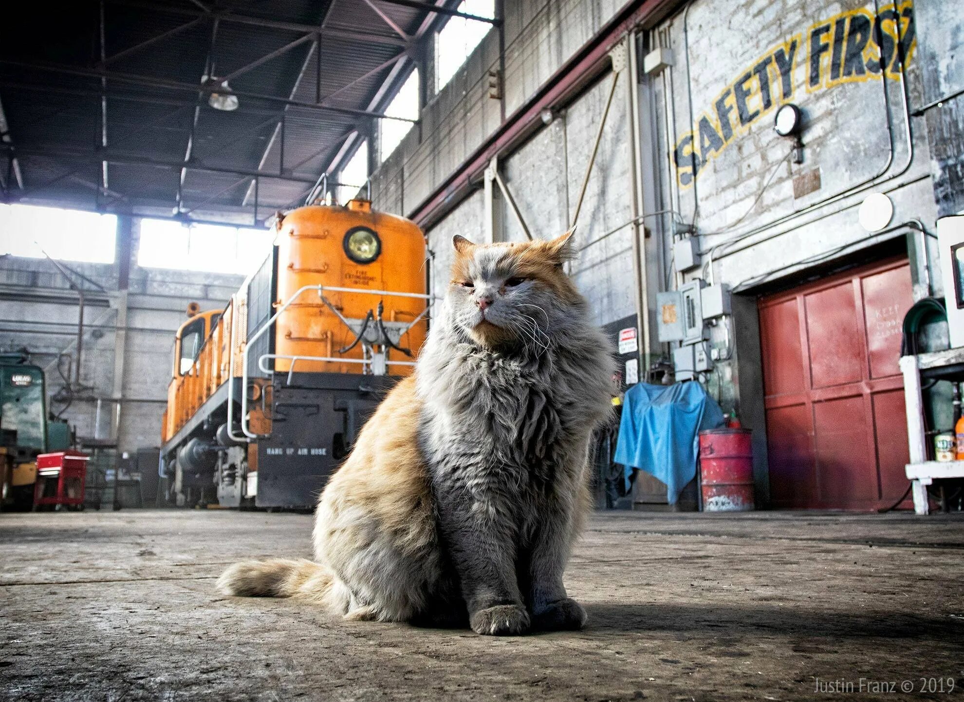 Кот железная дорога. Котик на заводе. Кот работяга на заводе. Грязный кот на заводе. Кот в депо.