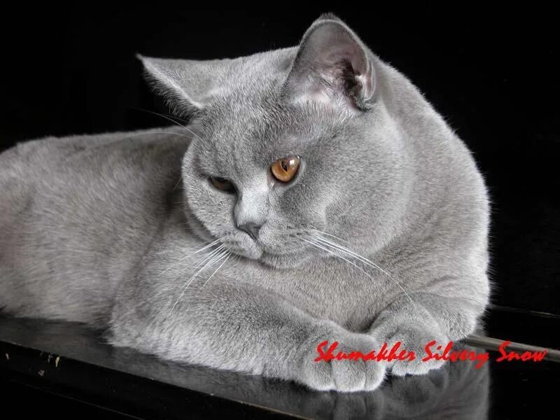 питомник silvery snow