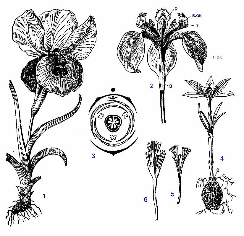 Ирис Касатик формула цветка. Ирис тычинки. Ирис семейство Лилейные. Семейство Iridaceae - Касатиковые. Телом ботаника