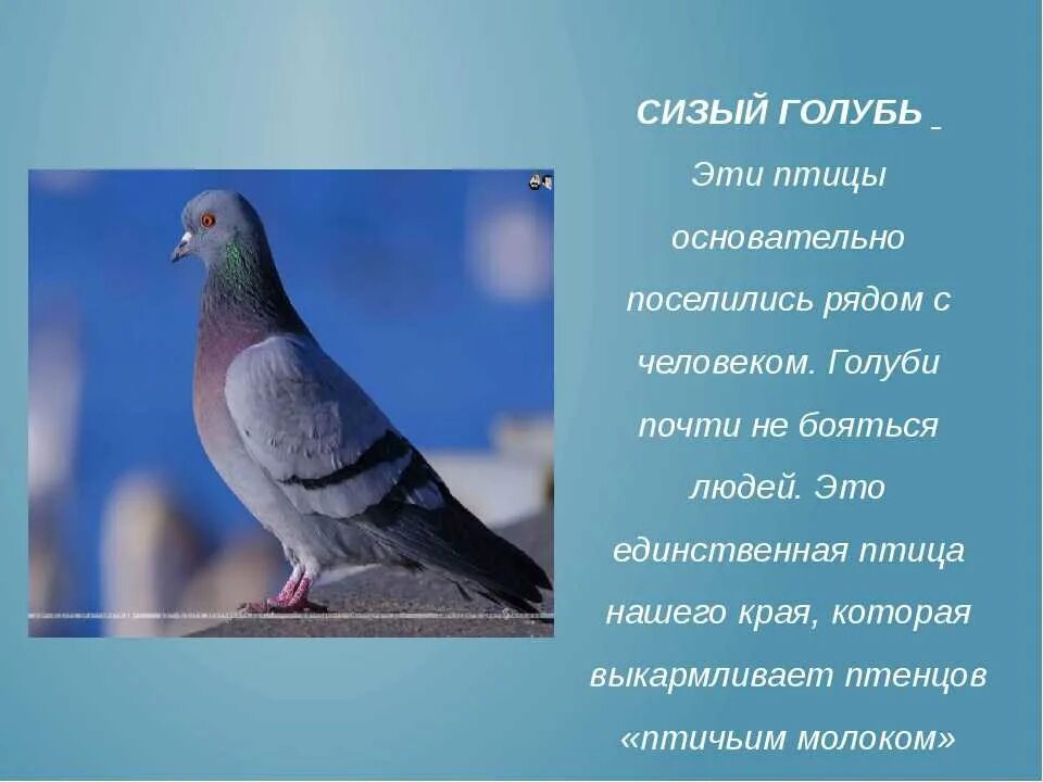 Читать про голубей