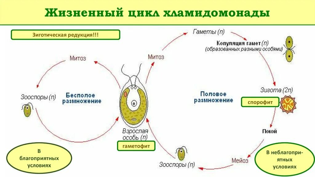 Размножение хламидомонады схема. Жизненный цикл хламидомонады ЕГЭ. Жизненный цикл хламидомонады ЕГЭ схема. Размножение водорослей хламидомонада.