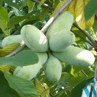 Саженцы азимина