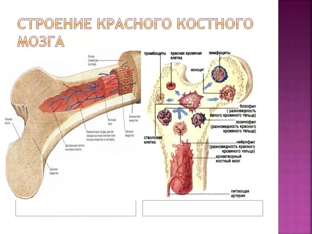 Схема строения красного костного мозга. Красный костный мозг анатомические образования. Красный костный мозг строение и топография. Строение красного костного мозга анатомия. Костный мозг собаке