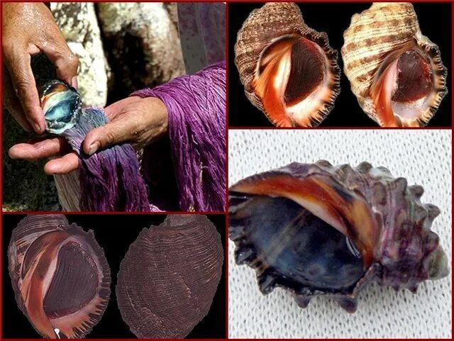Финикийский пурпур моллюски. Улитка Багрянка пурпур. Финикия пурпурные ткани. Пурпурная краска Финикия.