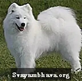 Samoyed - What is it. 