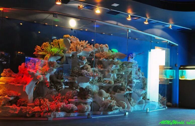 Где находится музей мирового океана. Музей мирового океана в Калининграде. Музей мирового океана в Калининграде внутри. Морской музей Калининград. Музей рыб Калининград.