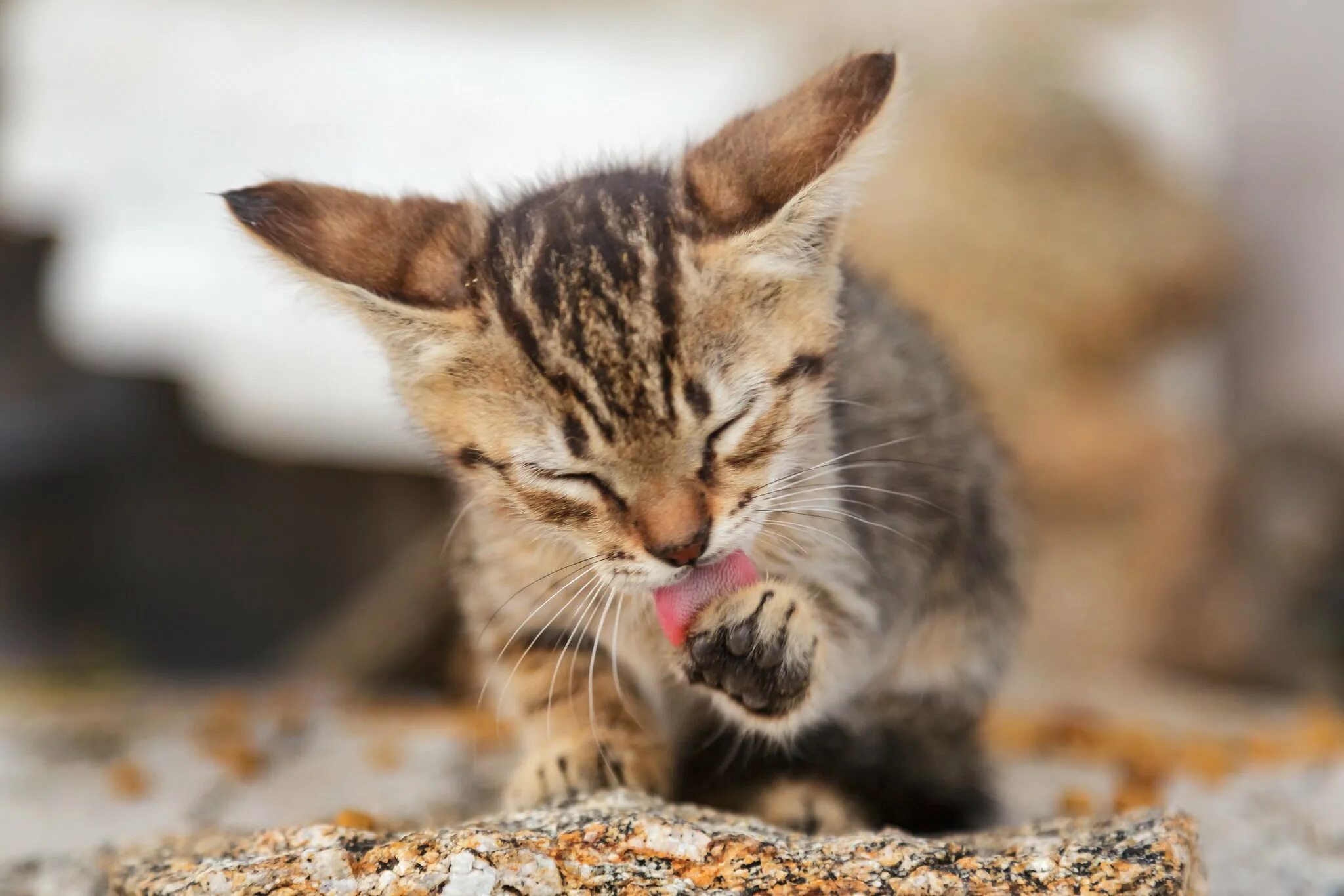 Котенок умывается. Кошка вылизывается. Котик умывается лапкой. Обои кошки. Кошка умывается примета