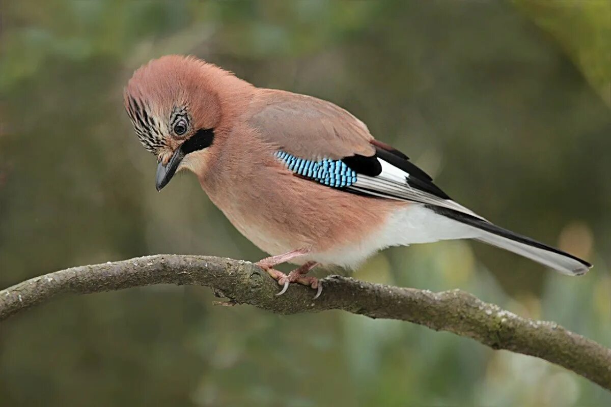 Как выглядит сойка. Сойка garrulus glandarius. сойка крымская эндемик крыма. птица сойка крымская. garrulus glandarius птица.