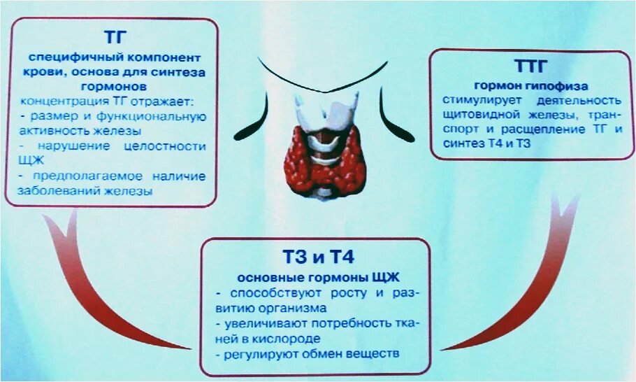 Щитовидной железы т3 т4