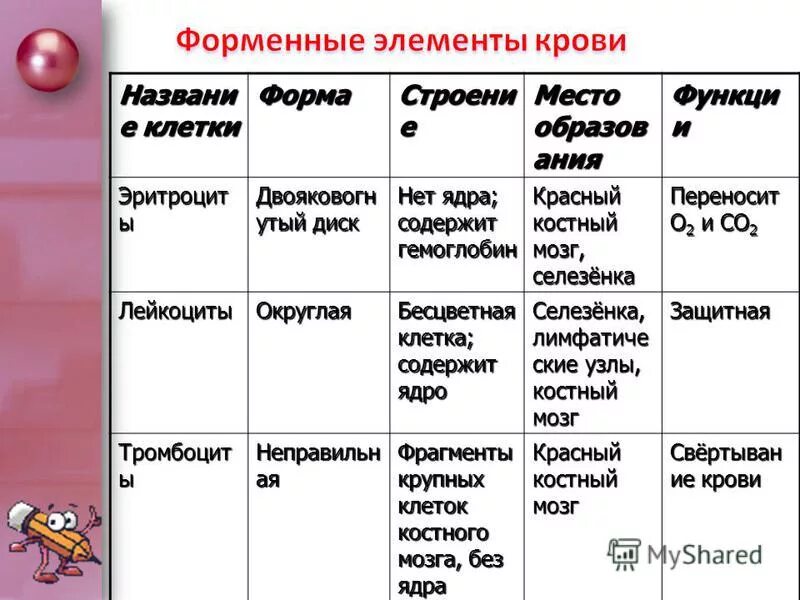 Наличие ядра человека. Таблица форменные элементы эритроциты лейкоциты тромбоциты. Кровь плазма и форменные элементы таблица. Название эритроциты лейкоциты тромбоциты таблица. Функции эритроцитов лейкоцитов тромбоцитов таблица.