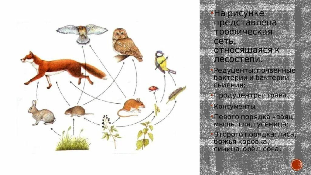 Составить цепь питания из 4 звеньев