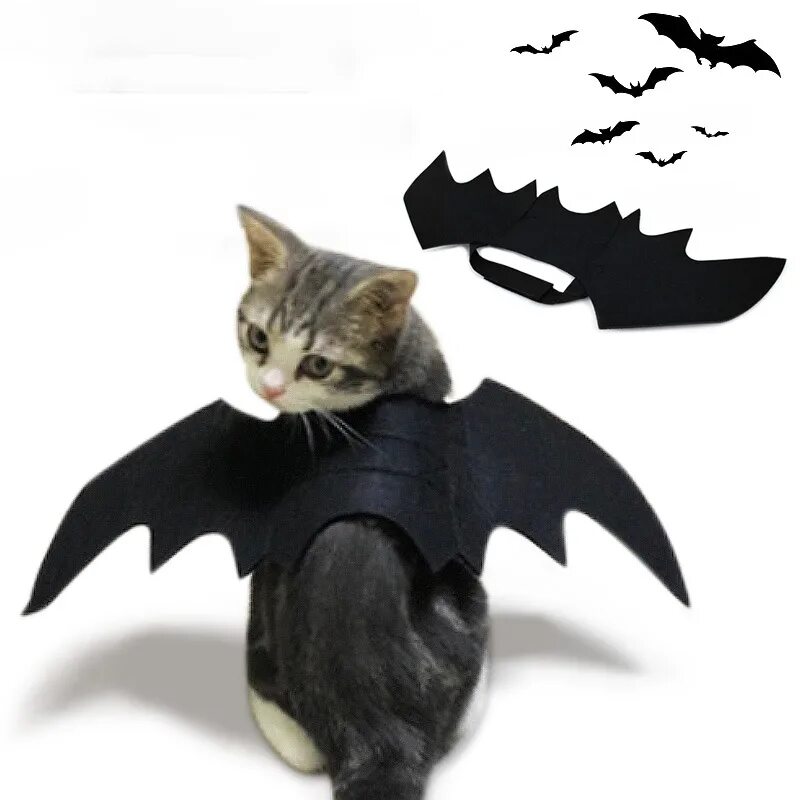 Кошка с крыльями летучей мыши. Костюм кошки на Хэллоуин. Кот в костюме летучей мыши. Одежда для кошек на Хэллоуин.