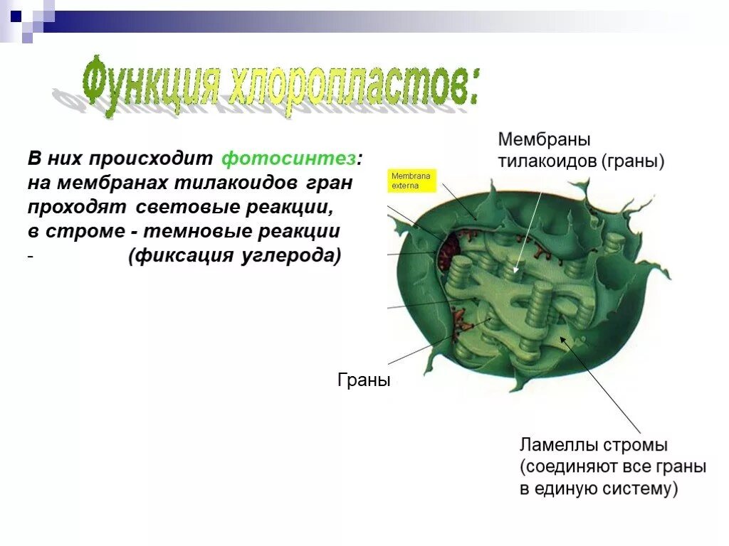 Органоиды принимающие участие в фотосинтезе. Функции граны в хлоропласте. Фотосинтез на мембранах тилакоидов. Функции ламеллы хлоропластов. Мембранах тилакоидов функции.