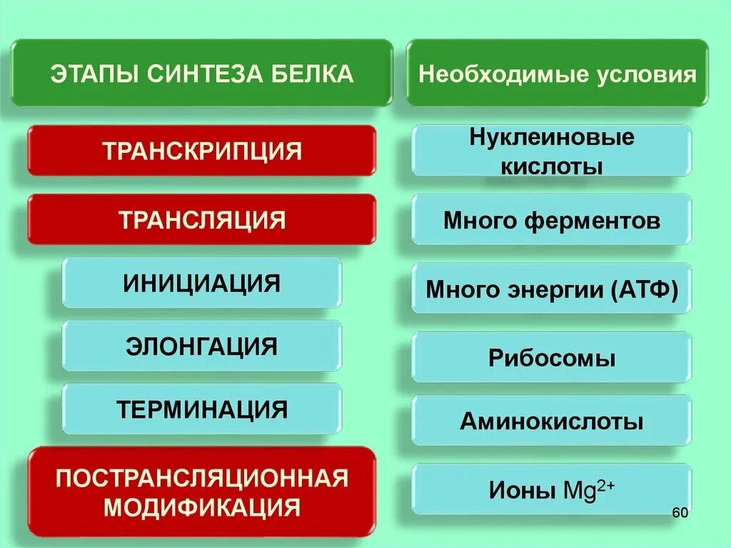 5 этапов синтеза белка. Этапы синтеза белка. Этапы синтеза белков. Этап инициации синтеза белка. Основные этапы синтеза белков.