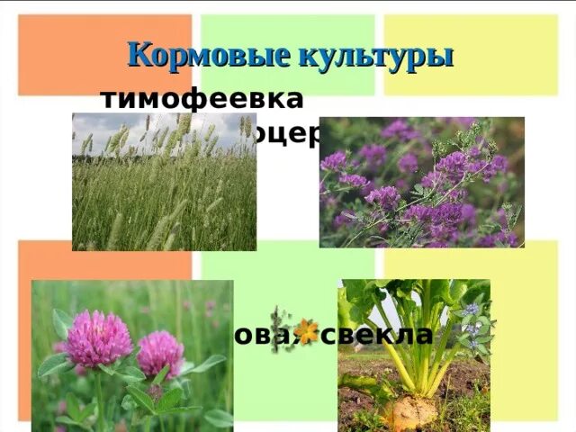 Тимофеевка Клевер люцерна кормовая свекла. Кормовые культуры Тимофеевка Клевер люцерну кормовую свеклу. Клевер кормовая культура. Кормовые культуры Тимофеевка Клевер люцерна. Люцерна лен кормовая свекла