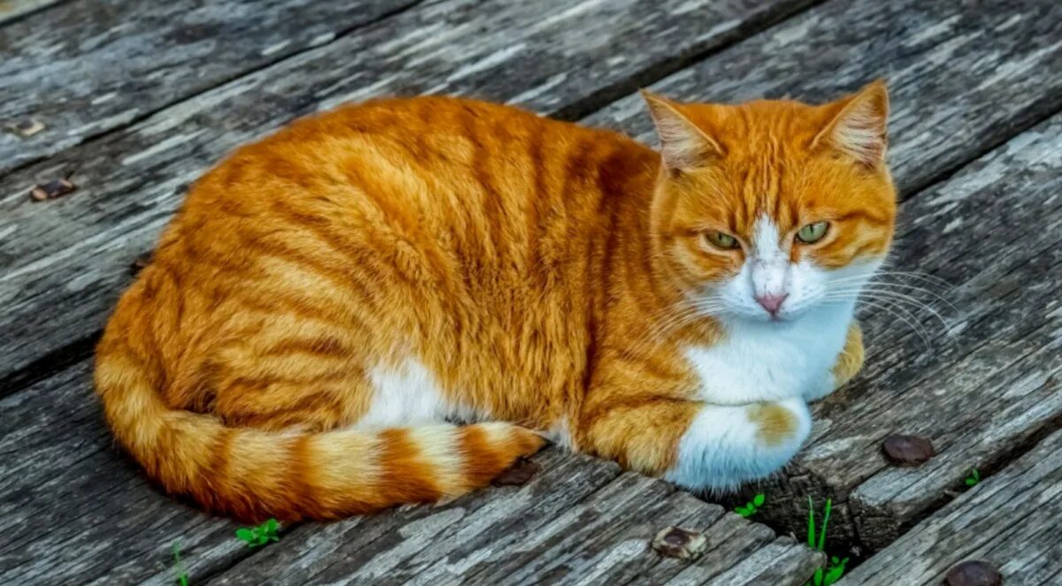 Рыжий кот режим работы. Рыжий кот режим работы
