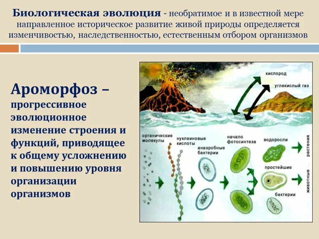 Эволюция биологическая система. Историческое развитие живой природы. Необратимое историческое развитие живой природы. Биологическая Эволюция. Эволюция необратимое направленное биологическая.