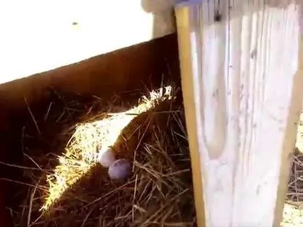 Почему подкладывают яйцо