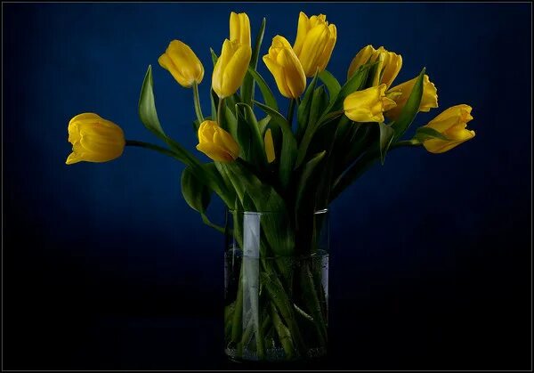 Желтые тюльпаны вестники текст. Букет тюльпанов. Желтые тюльпаны. Желтые тюльпаны на черном фоне. Желтые тюльпаны на темном фоне.