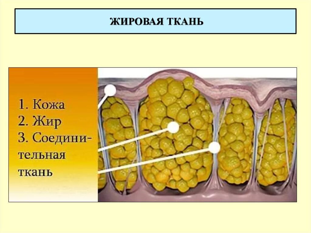 Жировые клетки адипоциты. Жировая ткань адипоцит. Строение клетки жировой ткани. Жировая ткань строение.