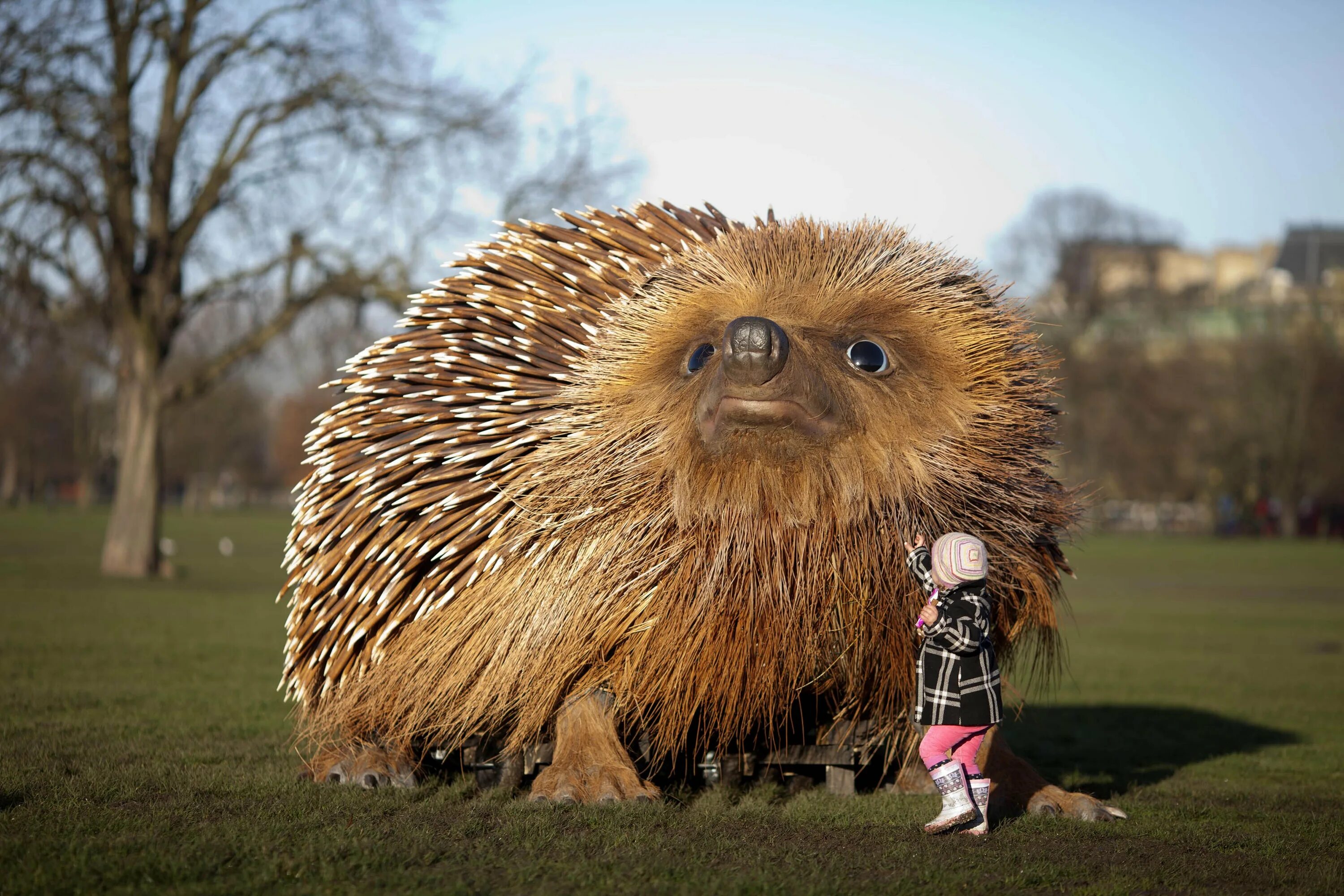 Самый крупный еж. Гигантский ежик в парке london’s clapham common. самый гигантский ёж в мире. самый большой ежик. самый большой ёжик в мире.