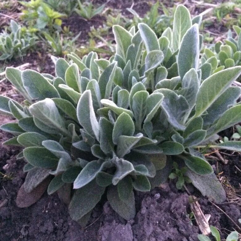 Stachys byzantina ухо ягненка растение. чистец сильвер карпет. гемантус белоцветковый. цветы уши фото. цветы уши фото.